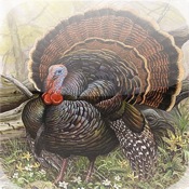 Free Turkey Calls v1.20